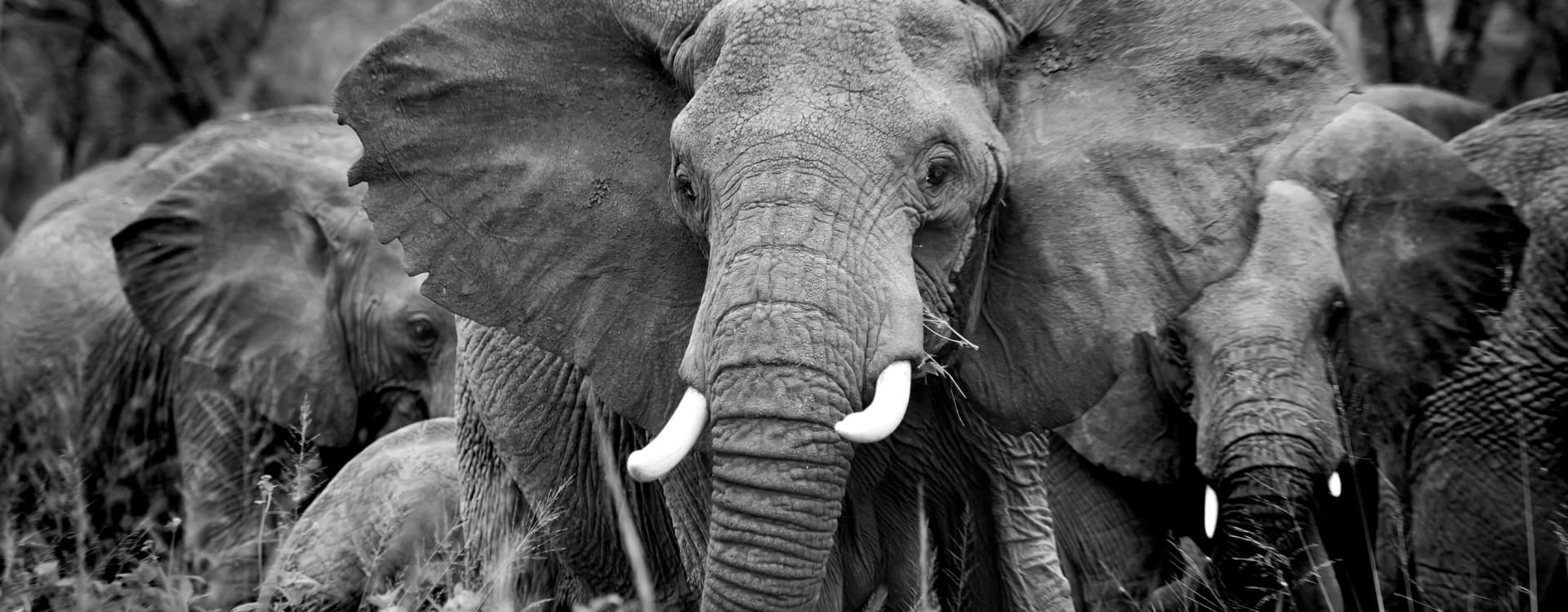 Kina förbjuder handeln med elfenben