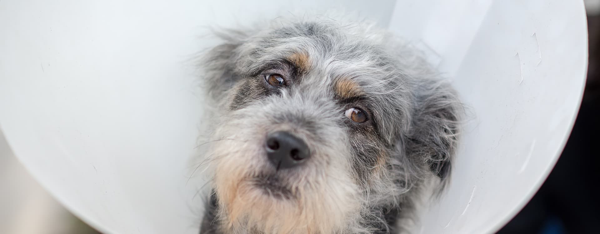 Kvinna fick ersättning för vård av hund