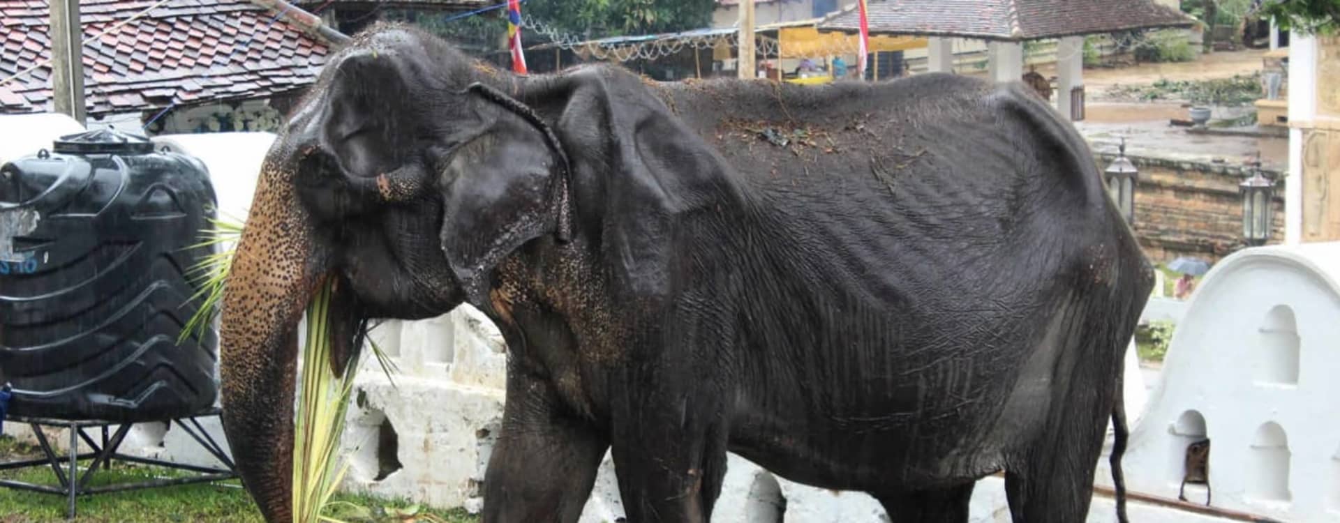 Bilder på elefanten Tikiiri på Sri Lanka väcker starka reaktioner