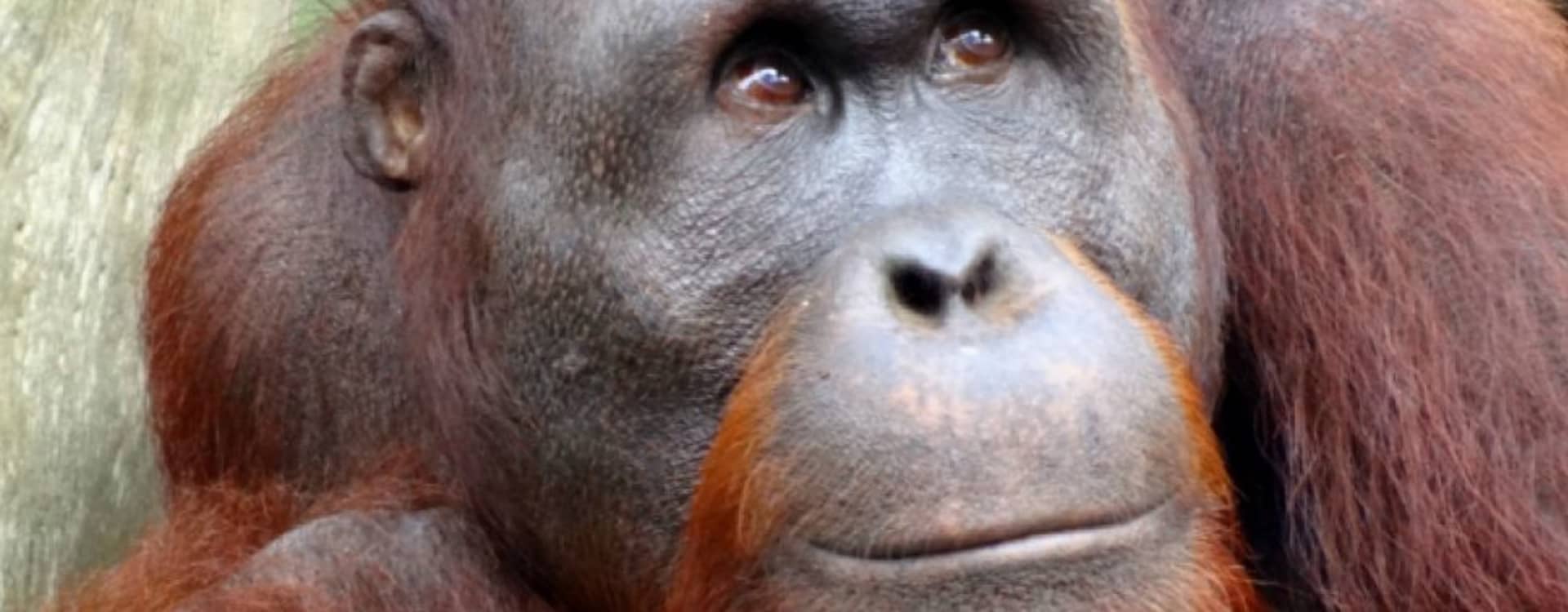 Orangutangen Sandra erkänns som icke-mänsklig person - flyttas från djurpark till djurfristad