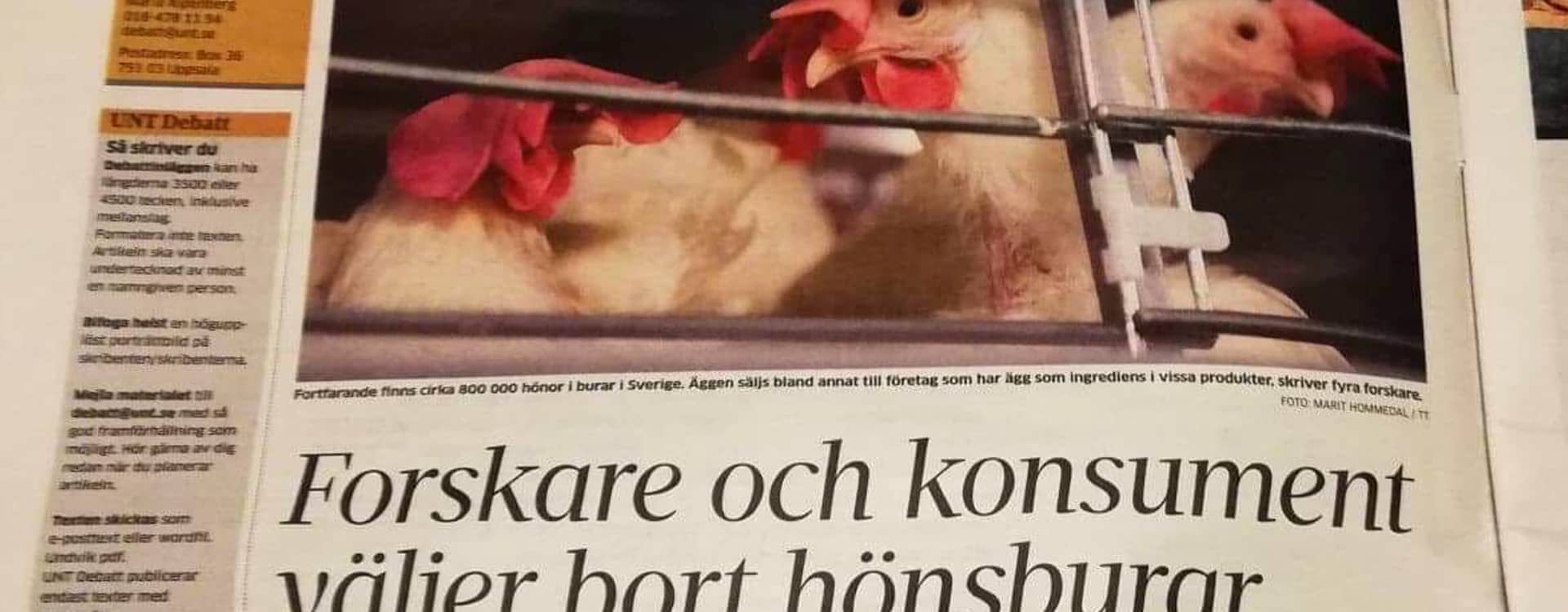 Fyra experter slår fast: problematiskt att Sverige fortfarande tillåter hönsburar