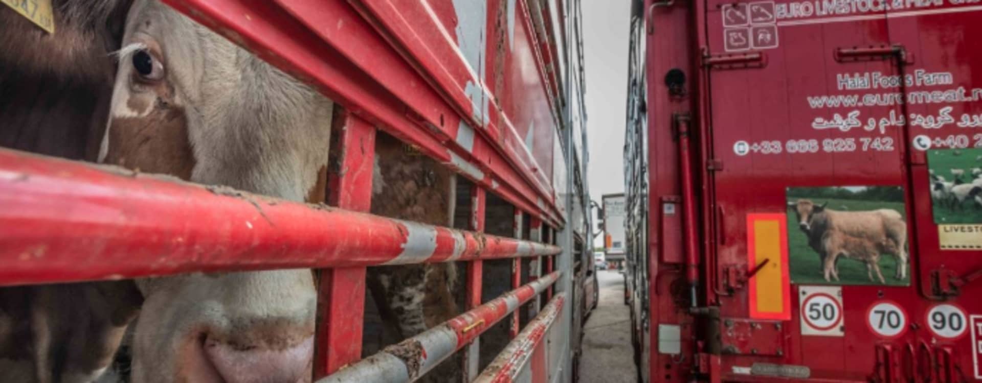 Djur far illa när djurtransporter blir stående under coronakrisen