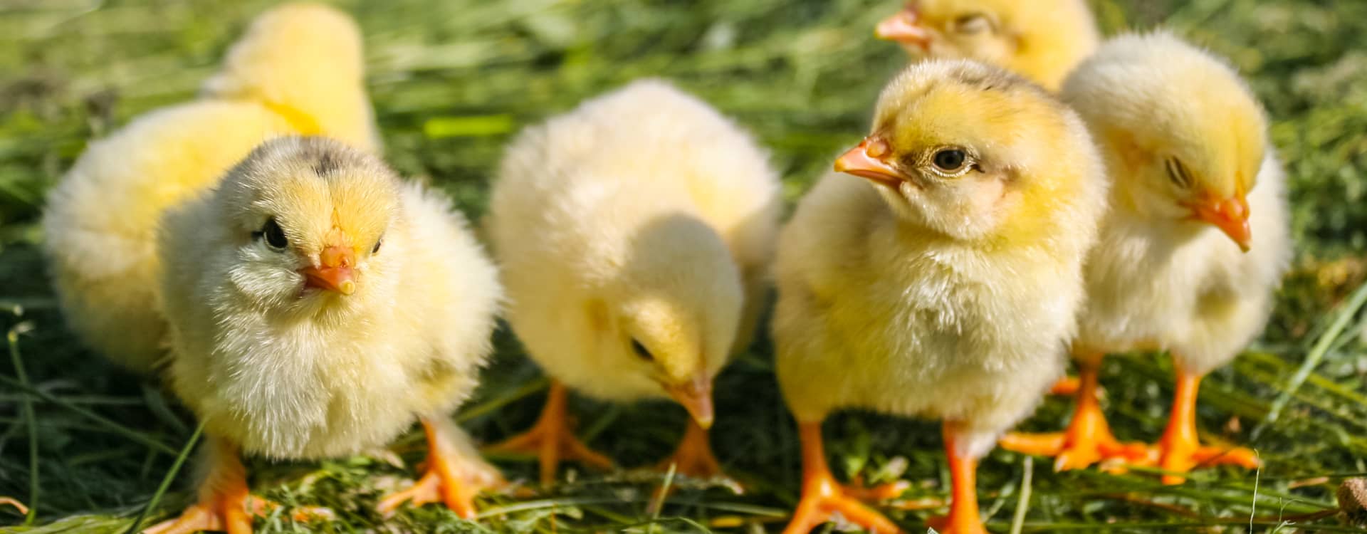 Half a million fewer animals – meat consumption declines in Sweden