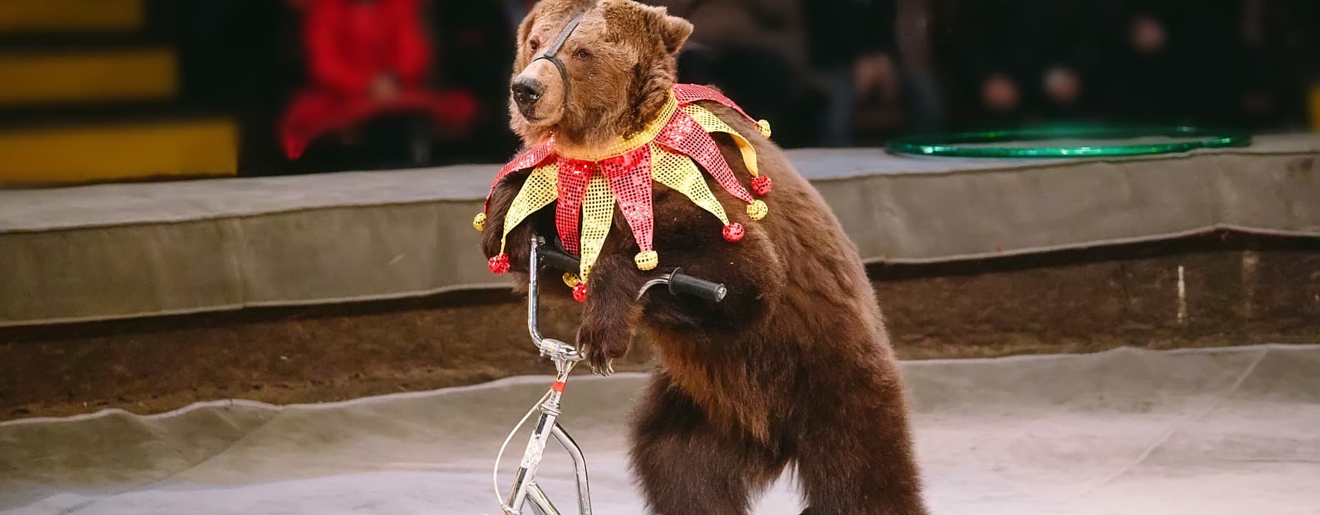 Litauen förbjuder vilda djur på cirkus