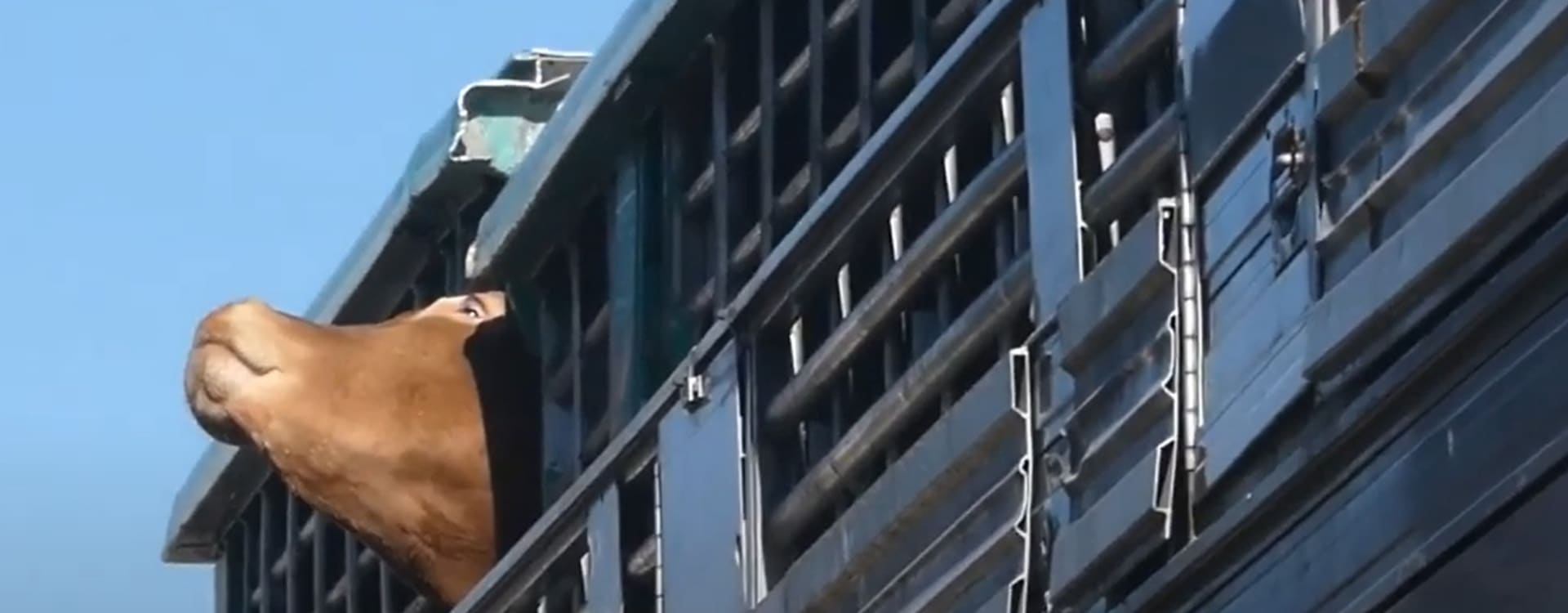 Än en gång: nytt filmat material från vidriga djurtransporter