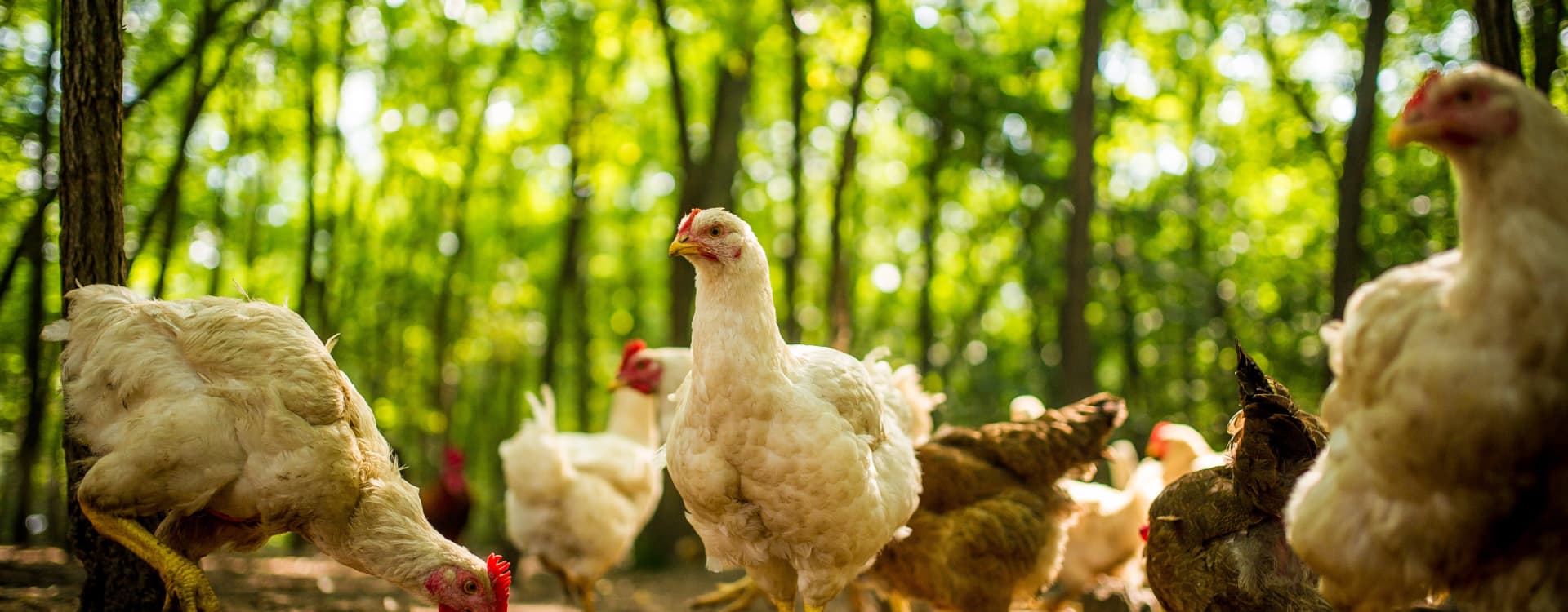 Framgång - Picadeli antar European Chicken Commitment i hela Europa