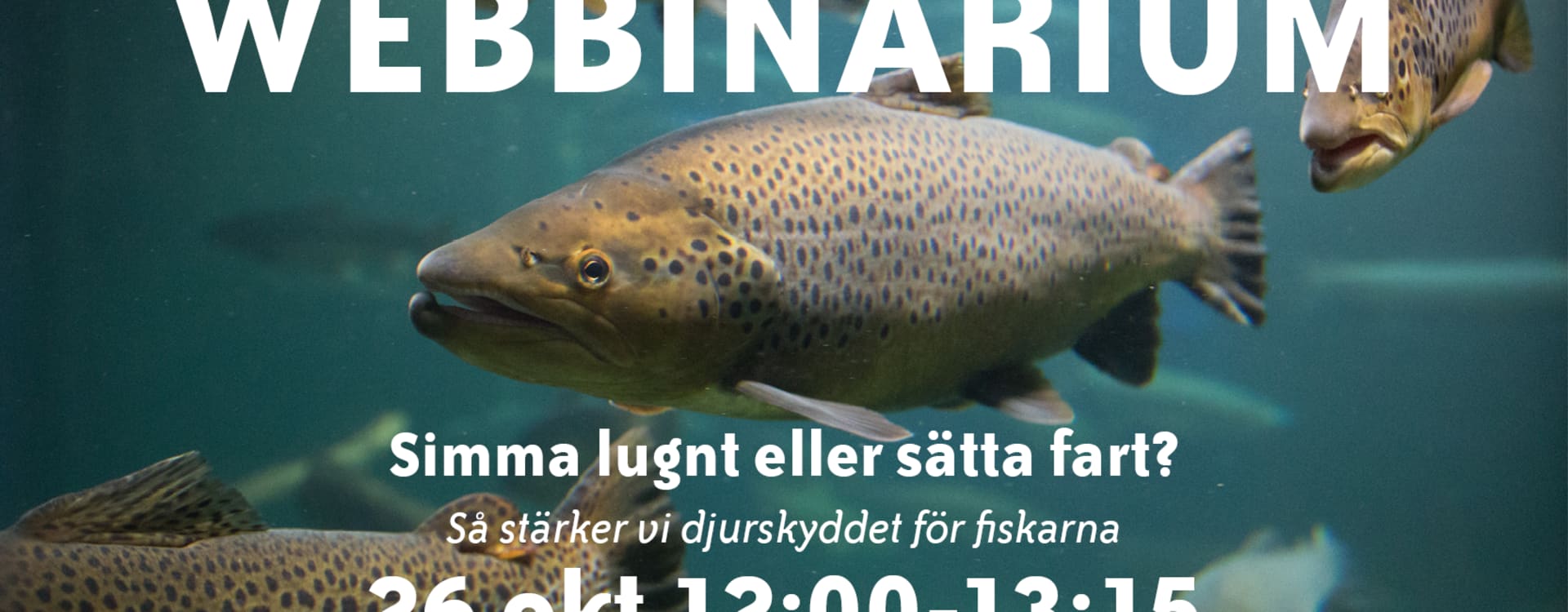 Webbinarium: Simma lugnt eller sätta fart? Så stärker vi djurskyddet för fiskarna