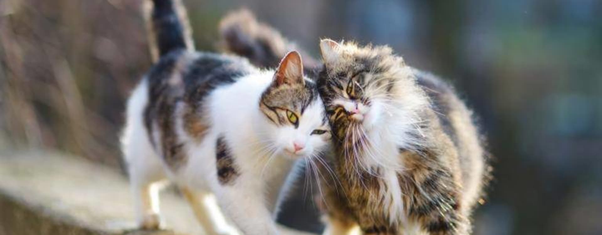 Är din katt id-märkt och registrerad?