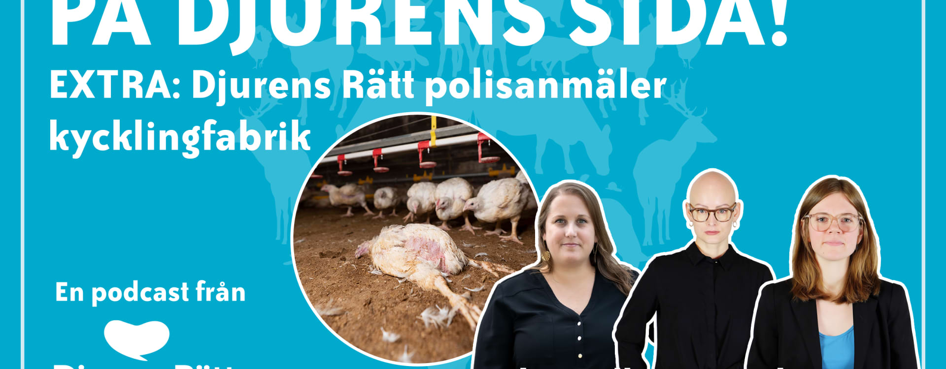 Extra: Djurens Rätt polisanmäler kycklingfabrik