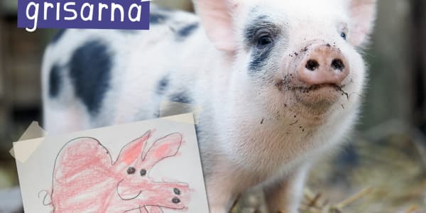 Rita för grisarna!