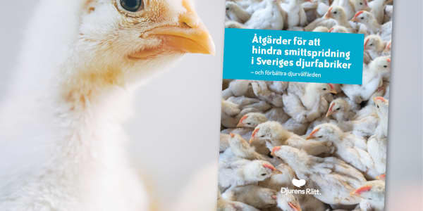 Ny rapport – Djurens Rätt listar åtgärder för att hindra smitta i djurfabriker