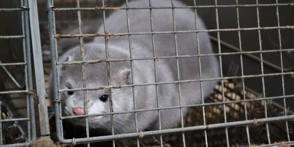 Minskat smittskydd på minkfarmer 2023 – nya minkfarmer får starta upp