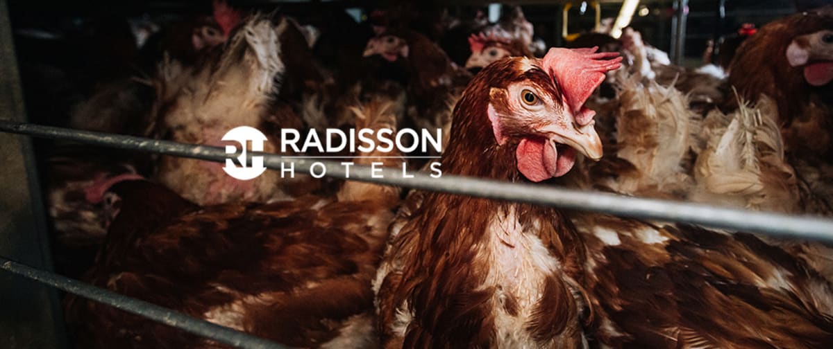 Radisson – Empty cages, not empty promises!