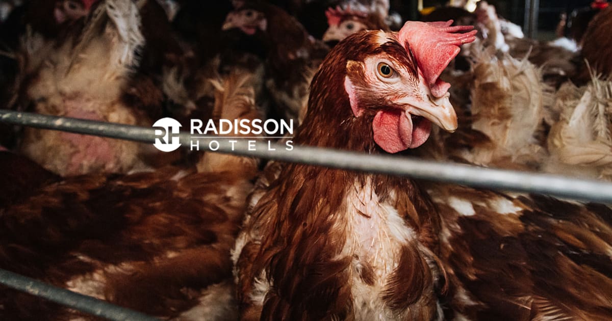 Radisson – tomma burar, inte tomma löften! | Djurens Rätt