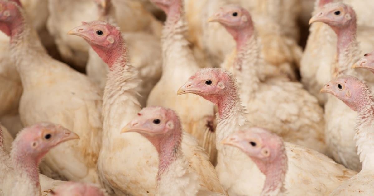 Turkeys in Factory Farms | Project 1882