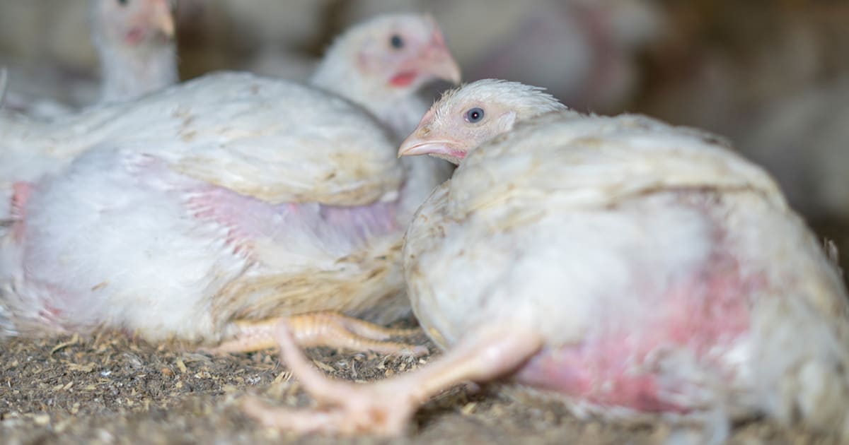 Frankenchickens: Bred to suffer | Project 1882
