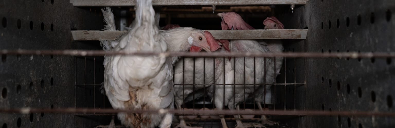 A chicken in line of being grabbed by a human, looking back into the camera. It's dark and filthy.