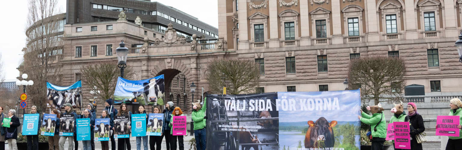 Manifestation för kornas betesrätt 26 mars 2025.