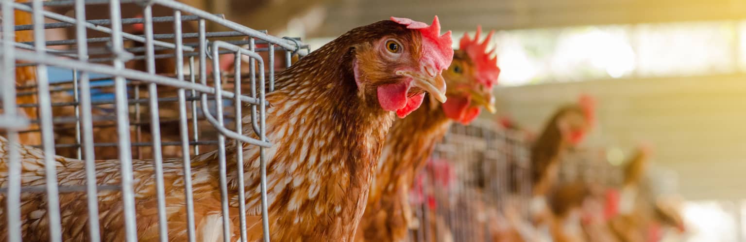 Brown hens in cages.