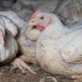 Chickens in Finnish factory farming