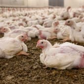 Chickens in Finnish factory farming