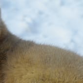 A wild sable in a snowy landscape.