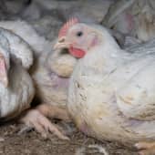 Chickens in Finnish factory farming