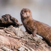 A free brown mink at a log.