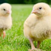 Chickens in nature
