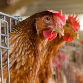 Brown hens in cages.