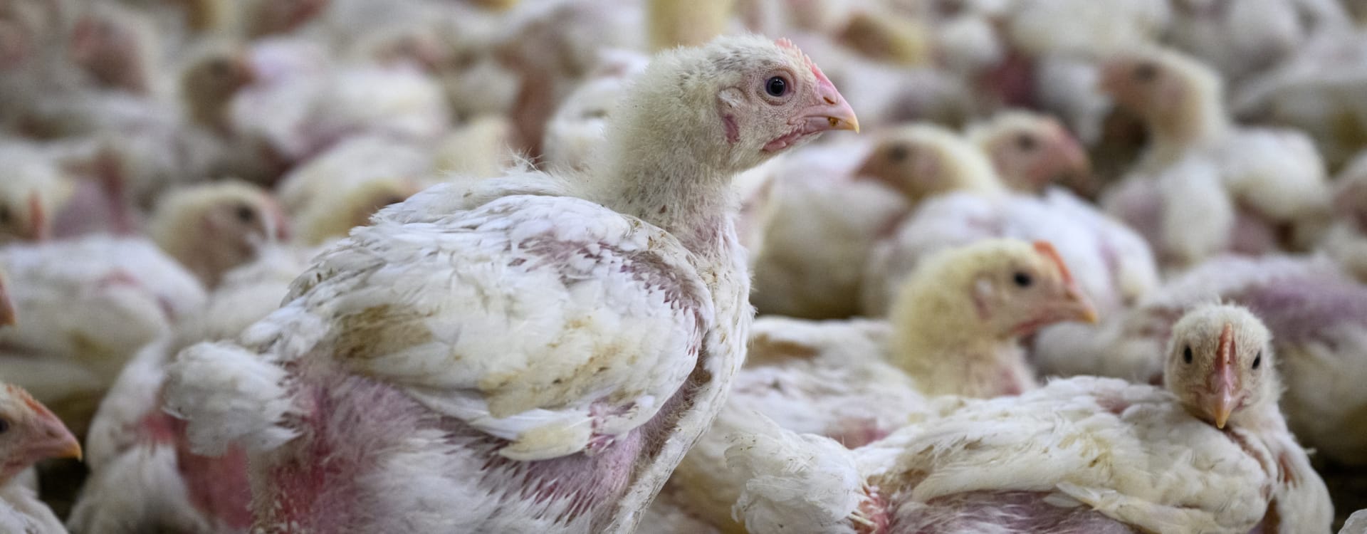 New footage from inside the Swedish chicken industry: "Enough is enough"