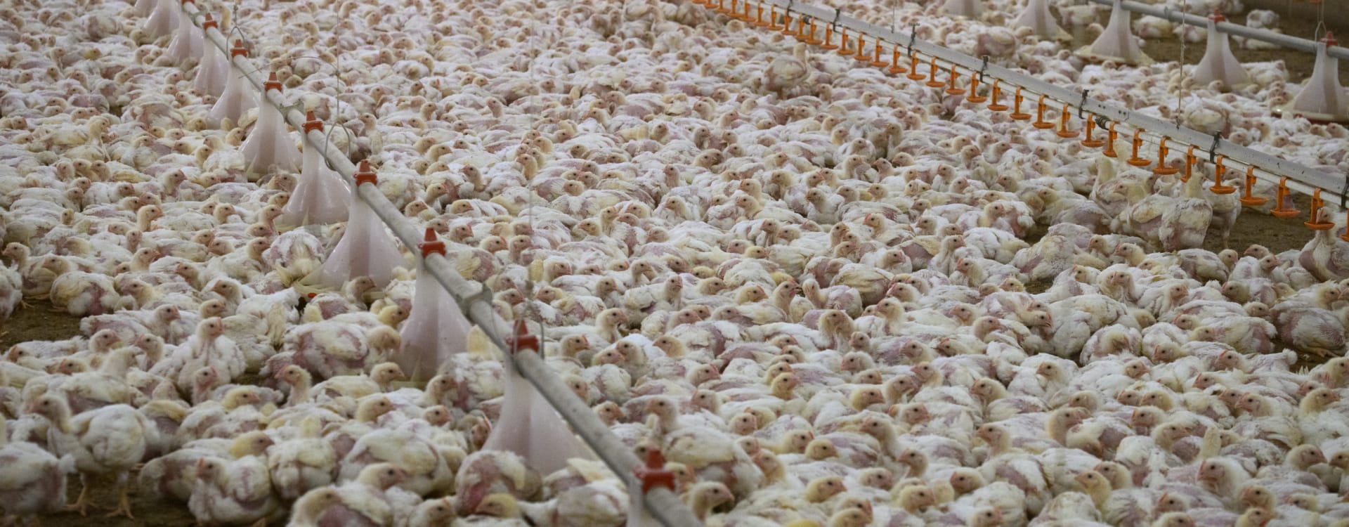 New investigation: The EU’s chicken industry is dominated by profit-driven large corporations