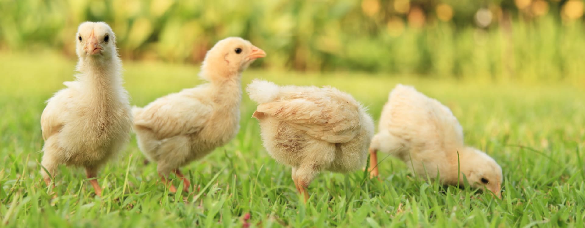 Reduced consumption of chickens in Sweden 2025 – 4.8 million lives saved