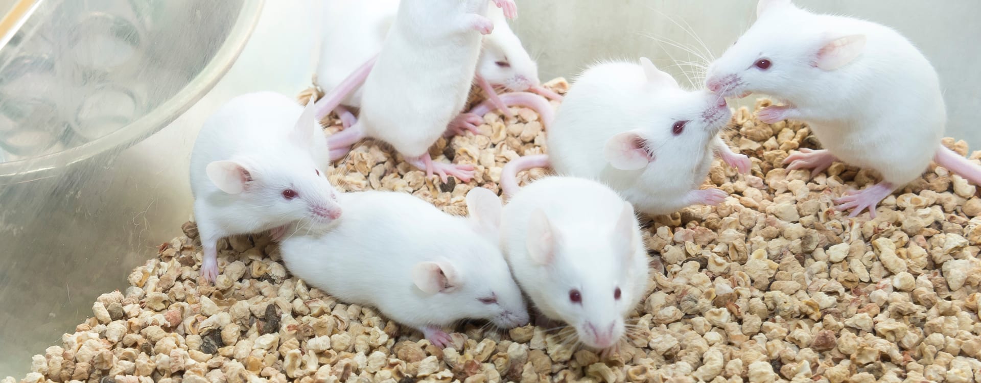 Important step towards ending animal tests for Botox 
