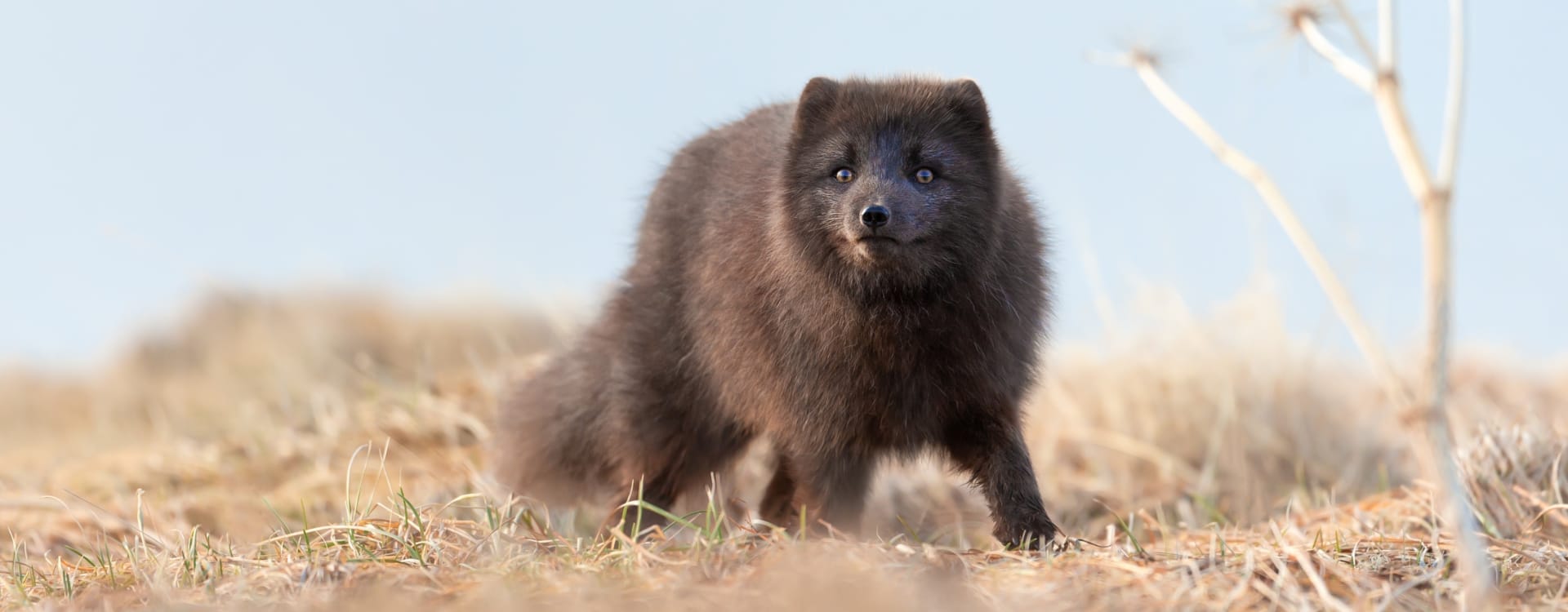Sweden proves: A fur farming ban is cheaper than new EU welfare standards