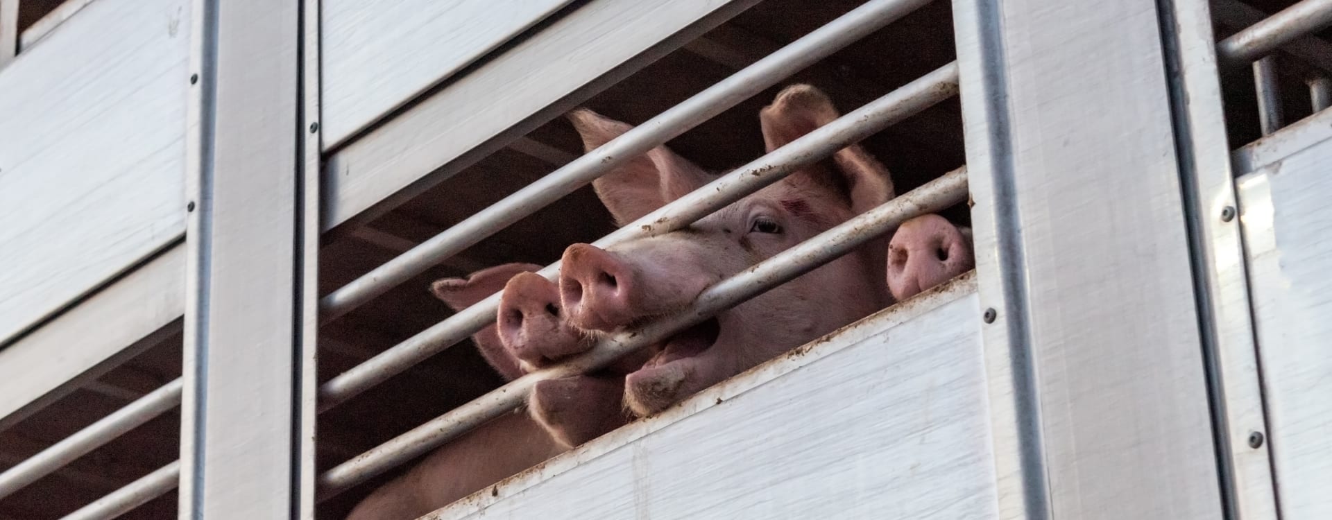 EU proposal on animal transport leaves more to be desired  