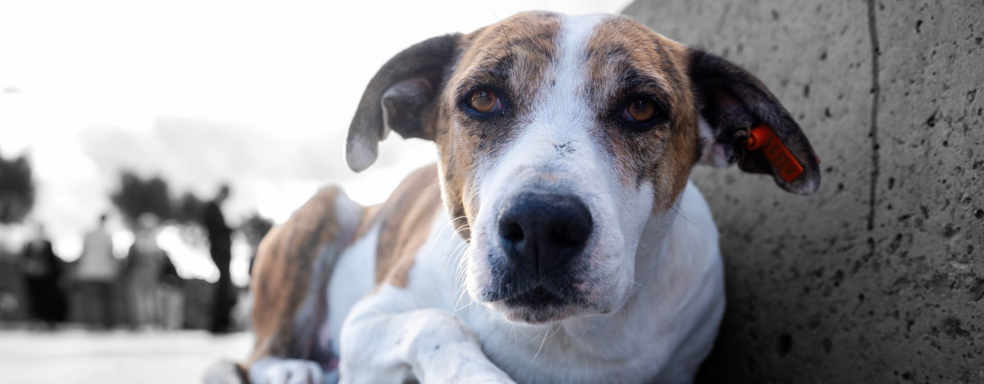 Millions of homeless dogs at risk of being euthanized in Turkey