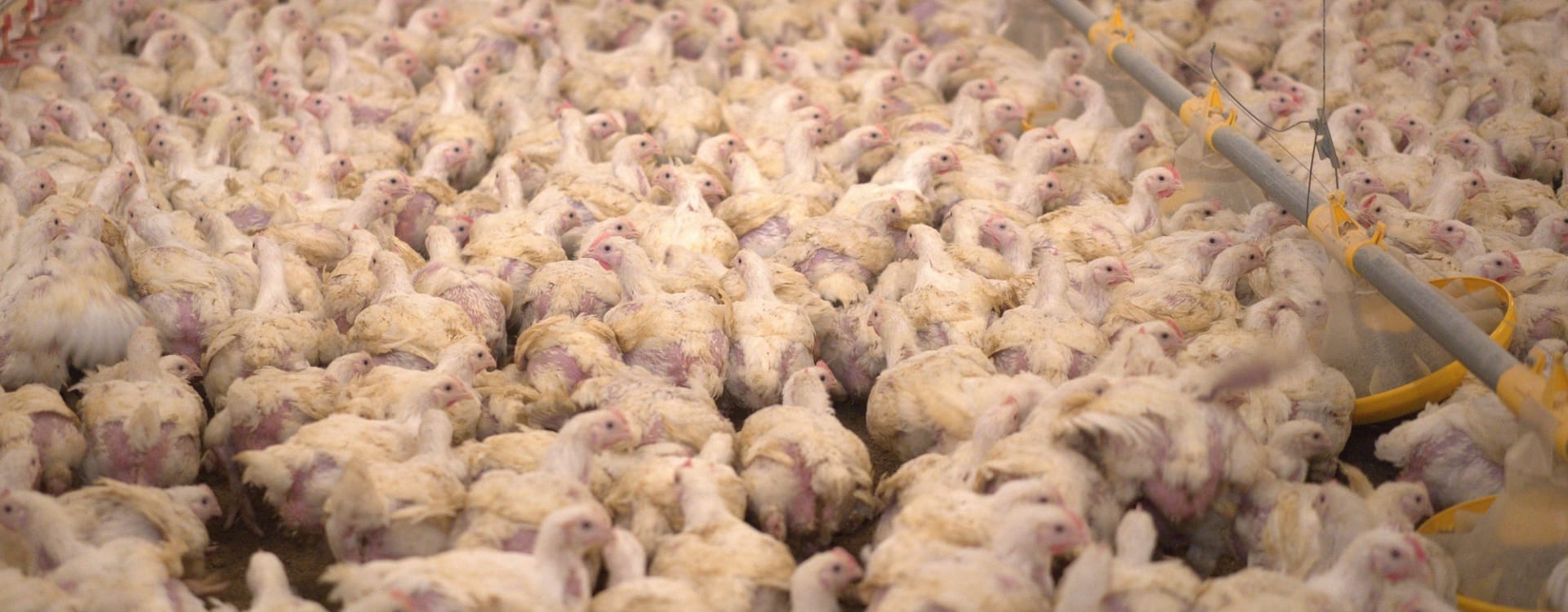 Sweden’s chicken industry under fire for welfare concerns