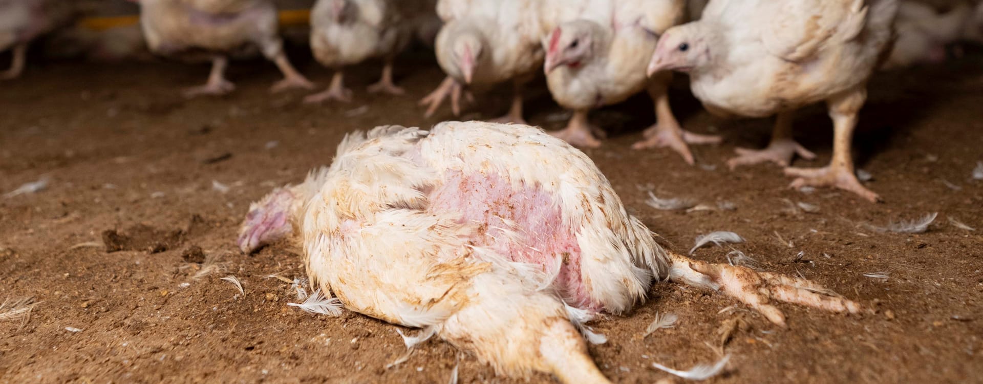 Kronfågel: The worst chicken slaughterhouse in Sweden