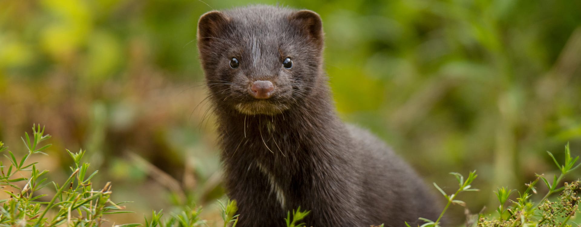 Project 1882 praises Sweden’s mink farm decision: Finally!