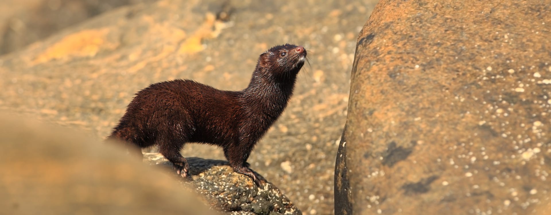 Project 1882 victory: The end for Swedish mink farms is here