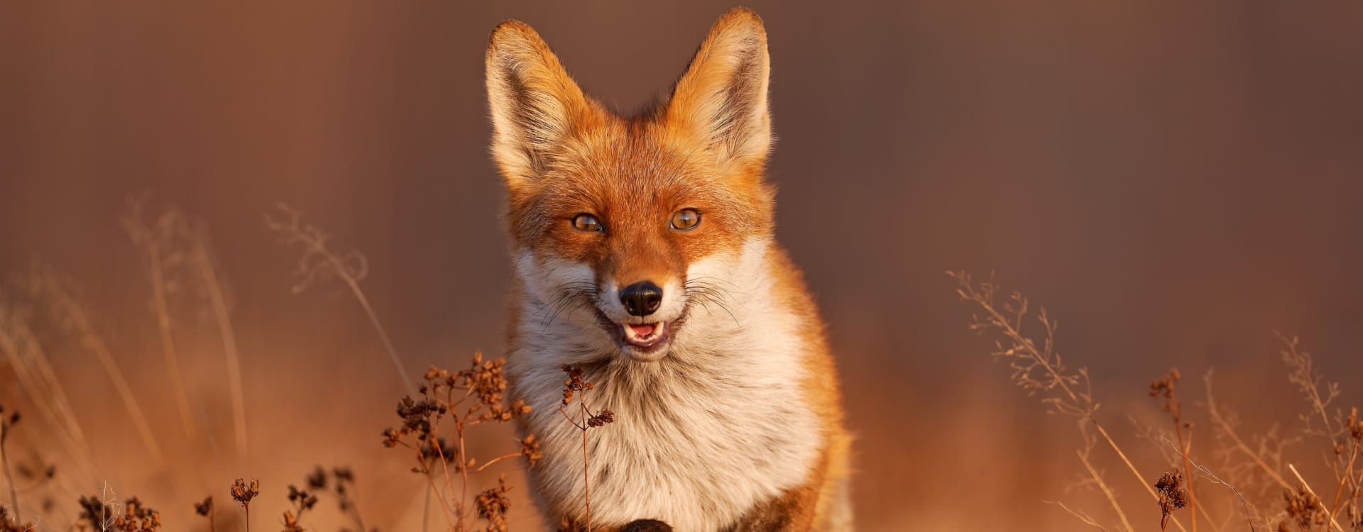 Max Mara Fashion Group adopts fur-free policy!