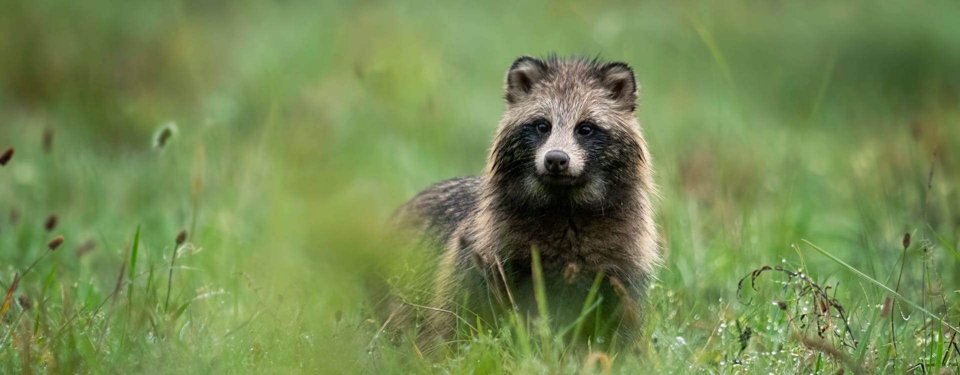 Global campaign urges Woolrich to go fur-free