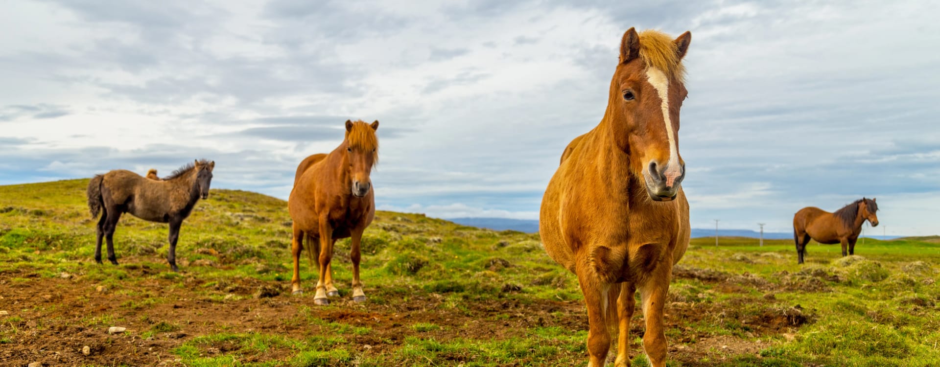 Аналіз Наказу №2266: чому нові вимоги до благополуччя коней потребують термінового доопрацювання