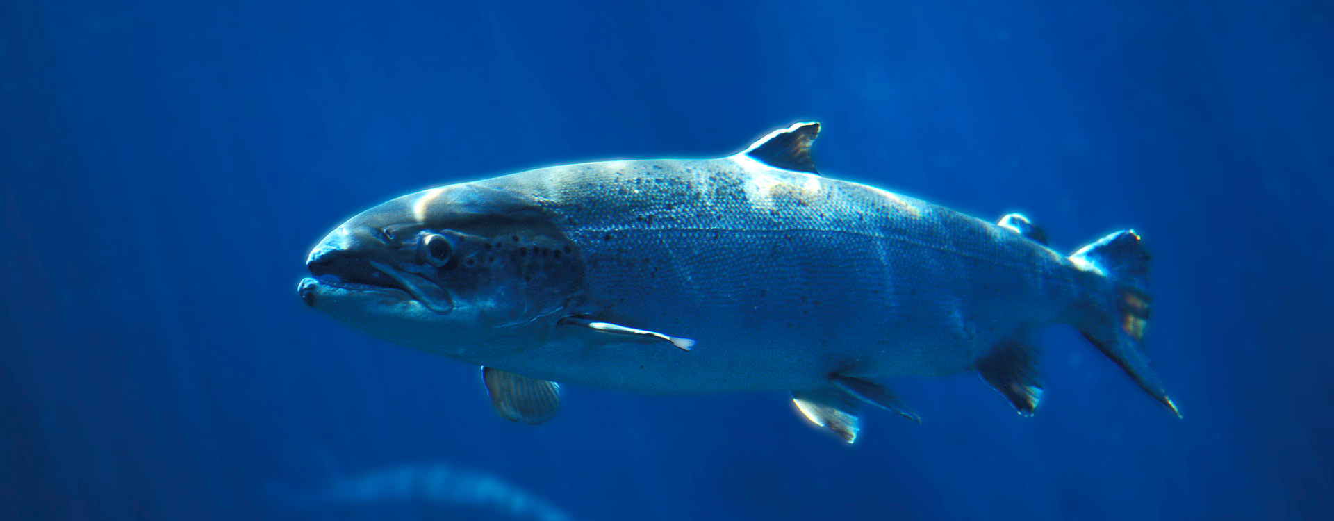 Webinar: Animal welfare in fish farming – essential priorities