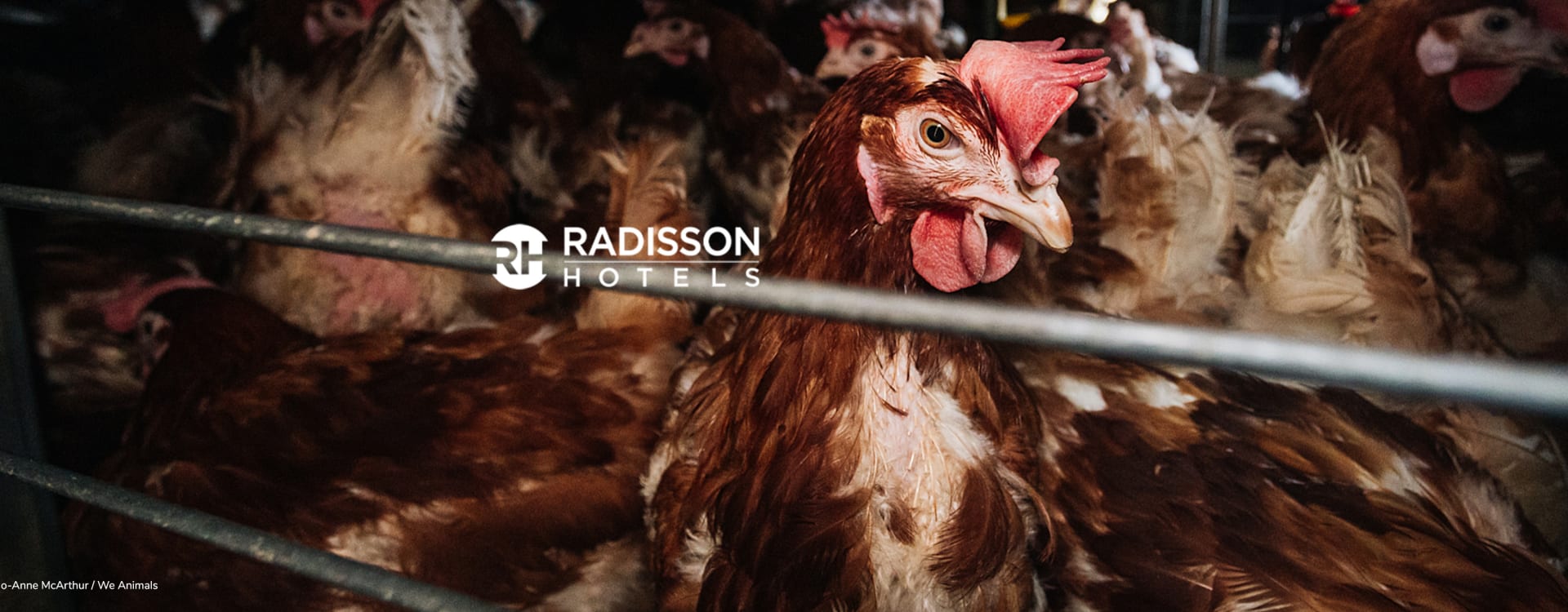 Radisson Hotel Group відмовляється від обіцянок: чому світовий гігант знову повертає курей у клітки?