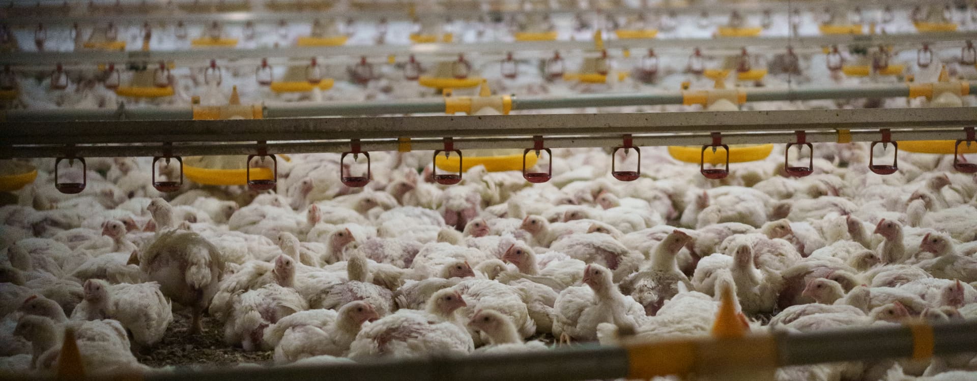 Danish Animal Welfare Minister wants to ban turbochickens