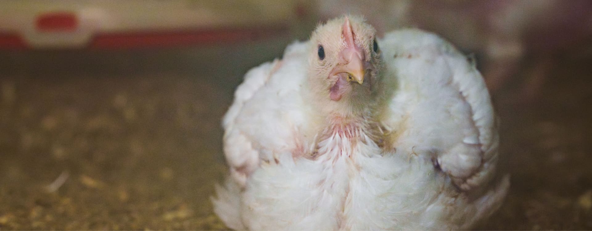 Politicians call for a phase-out of Frankenchickens in Sweden