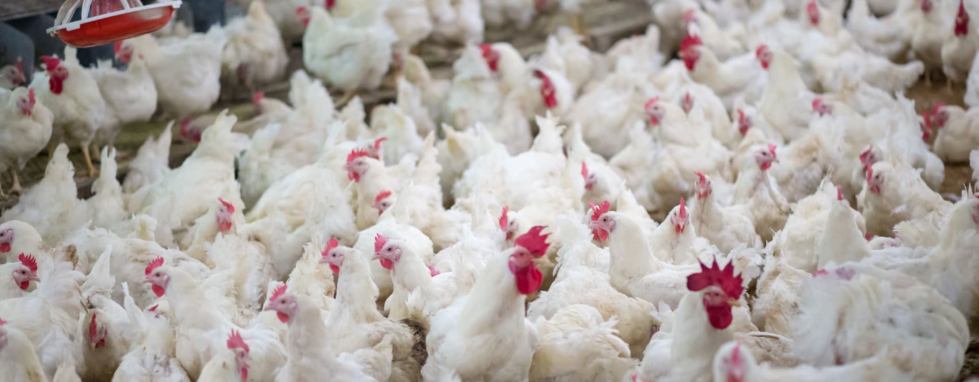Factory farming fuels yet another avian flu outbreak