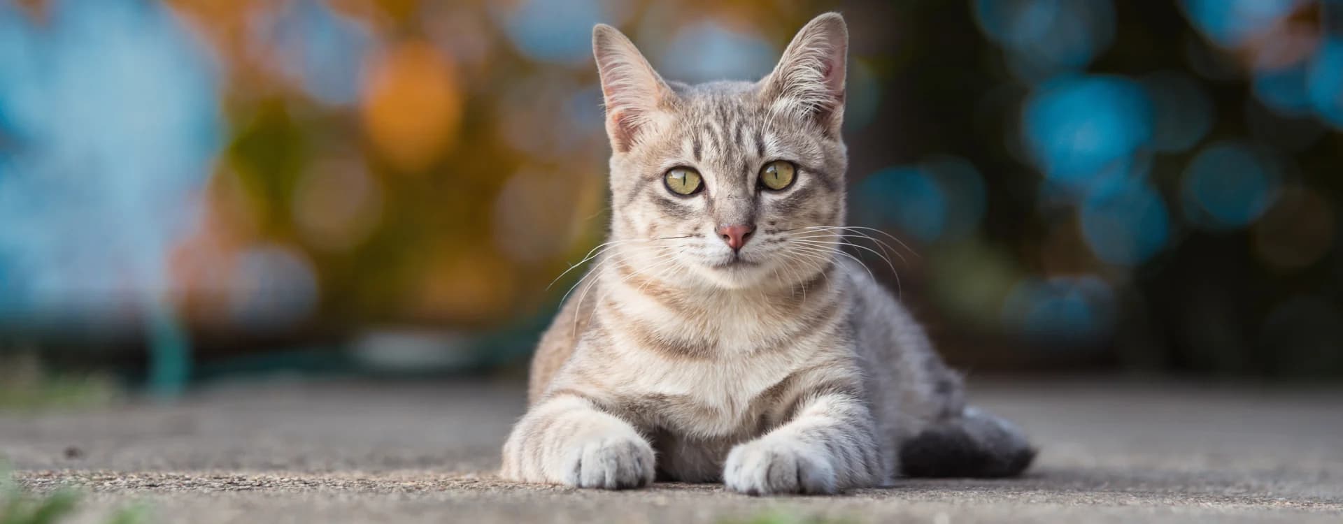 EU legislation on dogs and cats approved by the European Parliament